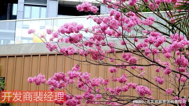 完美电竞【临海揽山房价下跌已成定局了吗】新世界临海揽山首页网